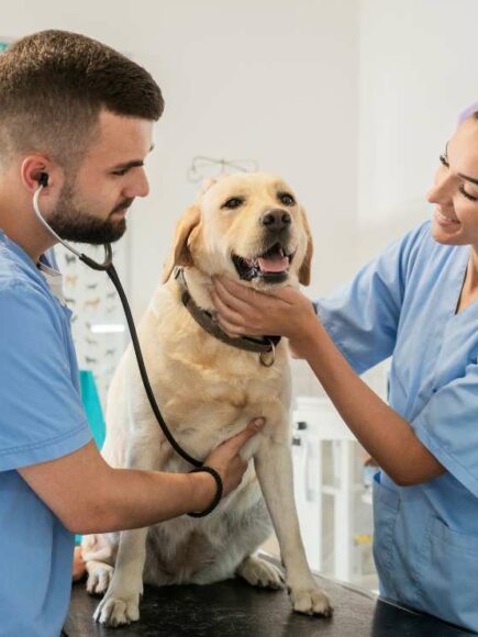 Auxiliar de Técnico Veterinario (ATV)