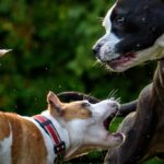 Etología canina: qué es y para qué sirve